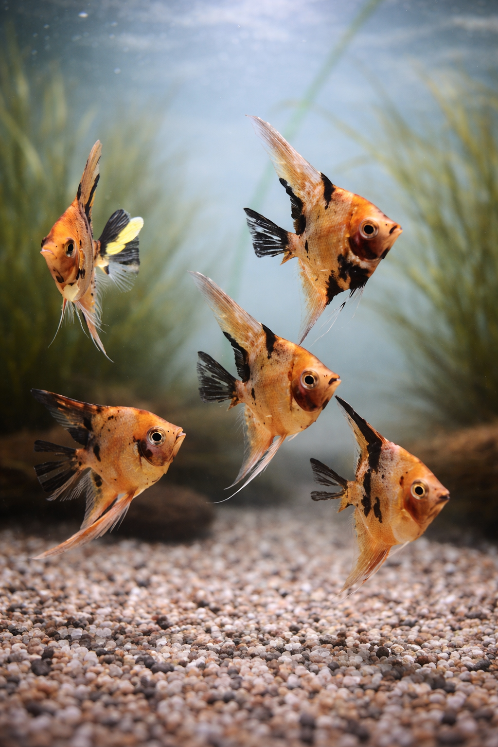 Red Devil Skalar 6-8 cm (Pterophyllum scalare)